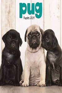 PUG PUPPIES M 2019