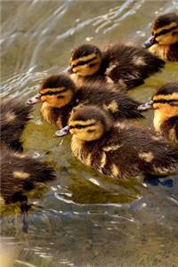 Ducklings Mallard Ducks Swimming in V Formation Journal