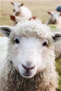 The Little Lamb Says 