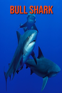 Bull Shark