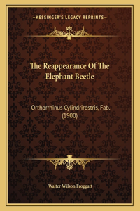 The Reappearance Of The Elephant Beetle