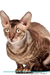 Cornish Rex Affirmations Workbook Cornish Rex Presents