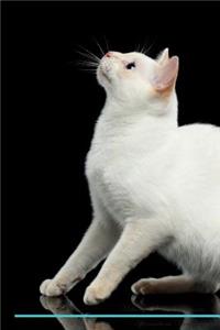 Mekong Bobtail Affirmations Workbook Mekong Bobtail Presents
