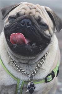 Pug Dog Looks Stoned Journal