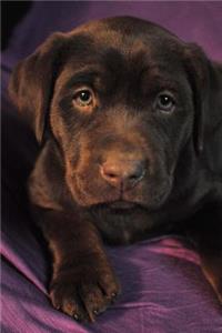 Precious Little Chocolate Labrador Retriever Puppy Dog Pet Journal