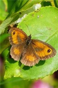 Meadow Brown Butterfly Maniola jurtina Insect Journal