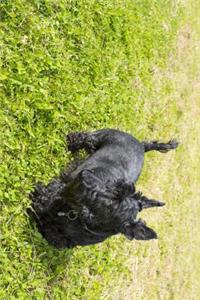 Black Scottish Terrier Walking on the Grass journal