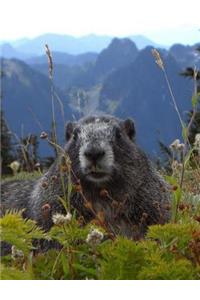 Marmot Animal Notebook Journal School Home Business Work Journaling College
