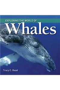 Exploring the World of Whales