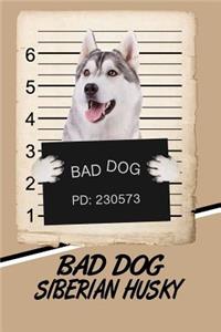 Bad Dog Siberian Husky