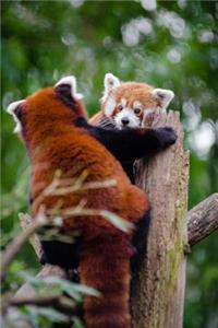 Two Red Pandas Playing on a Stump Journal