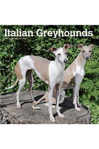 Greyhounds, Italian 2020 Square Wall Calendar