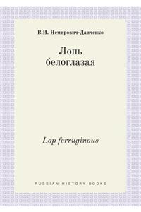Lop ferruginous