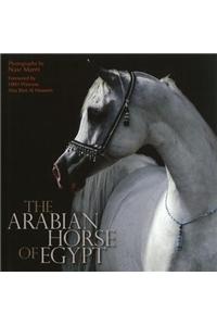 Arabian Horse of Egypt