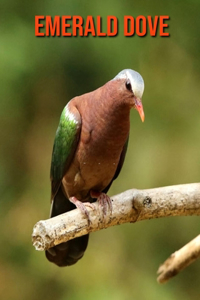 Emerald Dove