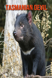 Tasmanian Devil