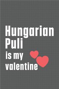 Hungarian Puli is my valentine