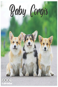 Baby Corgis 2021 Calendar