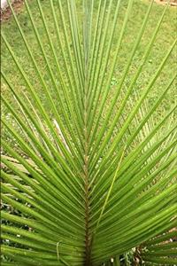 Palm Leaf Notebook