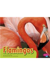 Flamingos