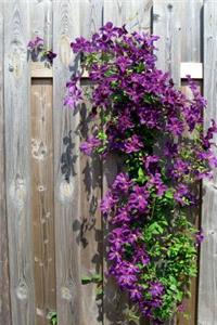 Clematis on a Weathered Wooden Fence Flower Journal