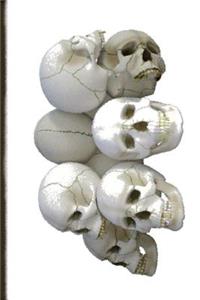 Skulls