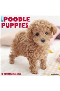 Just Poodle Puppies 2020 Wall Calendar (Dog Breed Calendar)