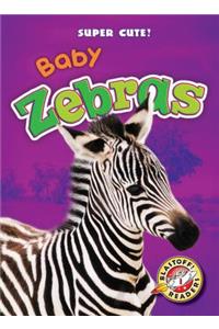 Baby Zebras