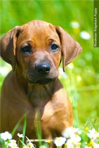 Rhodesian Ridgeback Puppy