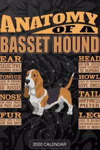 Anatomy Of A Basset Hound hound dog