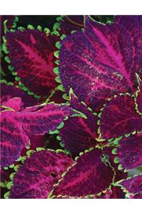 Purple Coleus Sketchbook