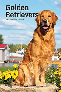 Golden Retrievers 2022 Engagement