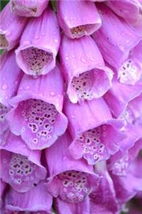 Beautiful Purple Foxglove Flowers Journal