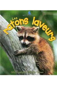 Les Ratons Laveurs (the Life Cycle of a Raccoon)