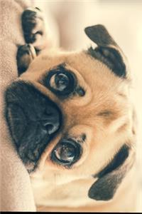 I Think I Pug You!