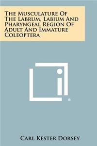 Musculature Of The Labrum, Labium And Pharyngeal Region Of Adult And Immature Coleoptera