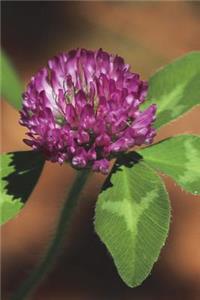 Vermont State Flower - Red Clover Journal: 150 Page Lined Notebook/Diary