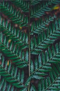 Dark Emerald Green Fern Fronds Up Close Plant Journal