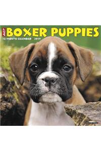 Just Boxer Puppies 2019 Wall Calendar (Dog Breed Calendar)