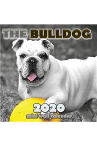 The Bulldog 2020 Mini Wall Calendar