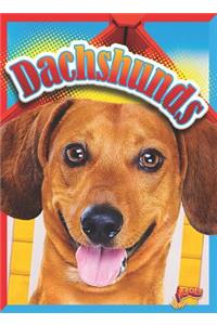 Dachshunds