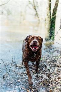 Labrador Retriever Dog Pup Puppy Doggie Notebook Bullet Journal Diary Composition Book Notepad - Playing in Water