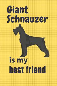 Giant Schnauzer is my best friend