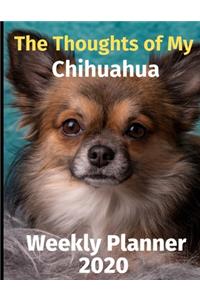 The Thoughts of My Chihuahua