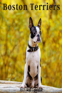 Boston Terriers 2021 Wall Calendar