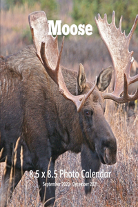 Moose 8.5 X 8.5 Calendar September 2020 -December 2021