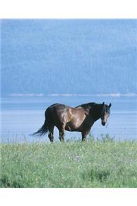 Horse Photo School Composition Book Equine Horse Lake Mountain Scene