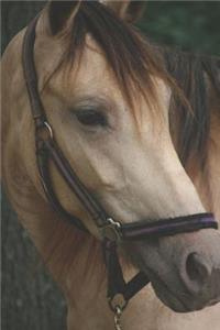 Horseback Rider Cannabis Strain Review Journal