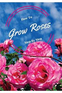 How to Grow Roses Step by Step