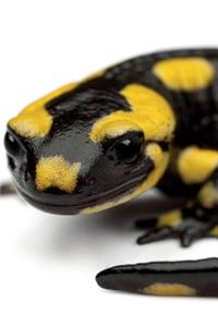 Fire Salamander Notebook & Journal. Productivity Work Planner & Idea Notepad: Brainstorm Thoughts, Self Discovery, to Do List
